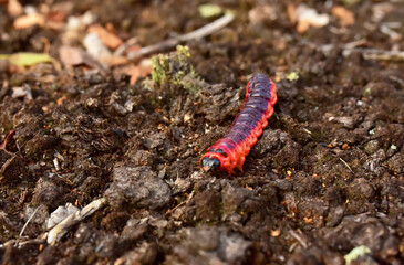 Worm is the large caterpillar. Red Mopane worms on ground. Big and long worm caterpillar insect larva from the order Lepidoptera (butterflies)