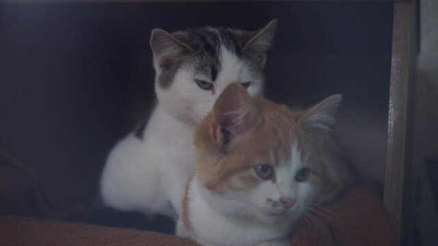 Funy white kitty lick ginger kitten by the ear. A pair of lovely cats.