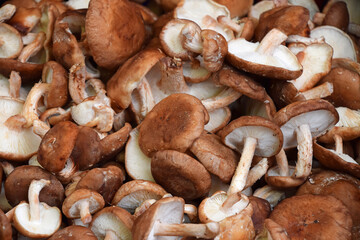 Shiitake edible mushrooms at retail display