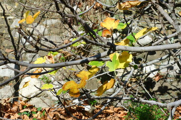 Foglie d'autunno