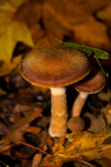 mushrooms in the forest