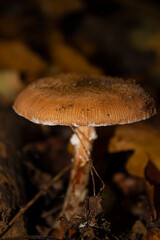 mushroom in the forest