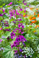 Malva sylvestris mauritiana 'Mystic Merlin'. Colorful British countryside garden with English marigold, mallow and many other flowers.
