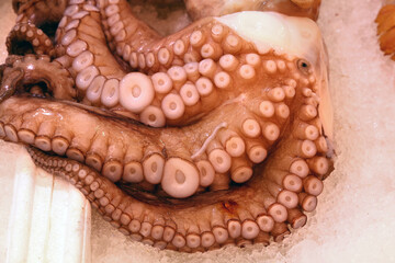 Raw octopus or cuttle fish tentacles on ice