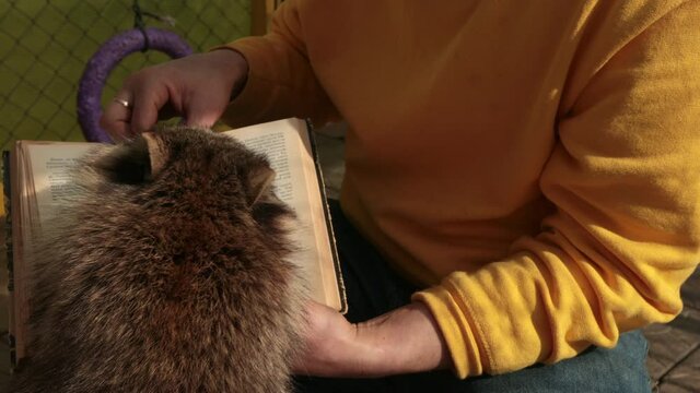 Cute raccoon reading big book. Zoo. Little racoon student studies an interesting textbook, back to school concept. Funny humanized grey coon animal character