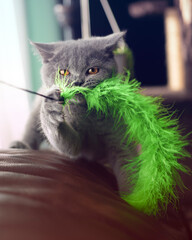 British shorthair blue kitten playing with a green furry fishing rod cat  kitten has copper eyes and is looking towards the camera while biting on toy, setting in home living room