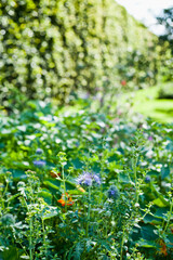 Flower meadow in Vegetable garden with fresh produce and healthy medicinal herbs.