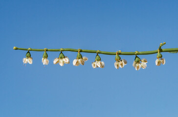 Skeletonweed (Eriogonum deflexum) wild buckwheat white flowers composed of 6 tepals with heart-shaped cordate bases.