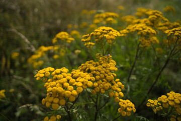 Gelb blühenter Rainfarn am Straßenrand mit Insekten