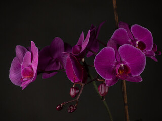 purple orchid on black background