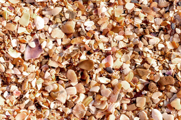 A background of small sea pebbles of different colors and many small pieces of seashells.