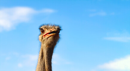 A funny ostrich looks attentively into the distance, opening its beak. Close-up of the head and neck of an emu ostrich against a blue sky with white clouds