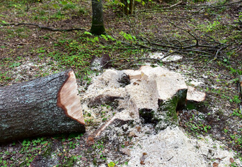 Felled spruces trees in forest. Deforestation and Illegal Logging, international trade in illegal timber. Stump of the felled living tree in the forest. The problem of ecological disaster of nature