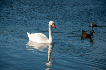 Naklejka premium swan and ducks on the water