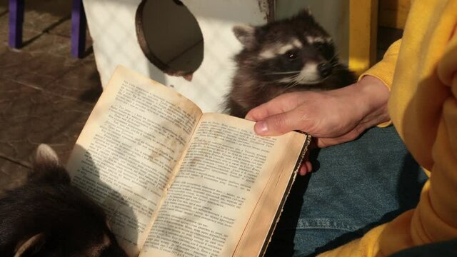 Cute raccoon reading big book. Zoo. Little racoon student studies an interesting textbook, back to school concept. Funny humanized grey coon animal character