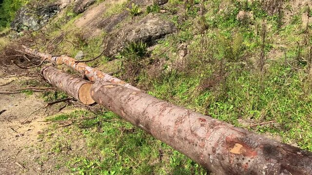Footage of cut trees captured in "Kulin" mountain of Macka district in Trabzon city of Black sea region in Turkey. Beautiful nature scene in sunny day. Camera moves forward.