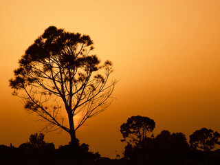 Fototapeta na wymiar tree silhouette at sunset