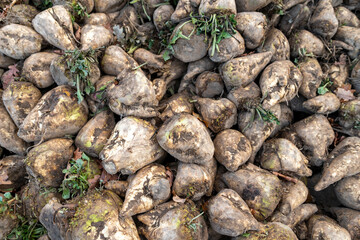 Fototapeta na wymiar A pile of sugar beet on the field. Harvest harvested from the field in autumn, prepared for export.