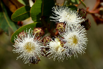 Dwarf Apple tree in flower