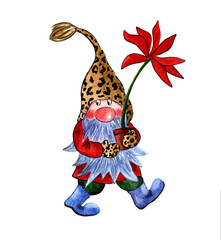 A cute Christmas gnome in a leopard hat carries a pot of red poinsettia. Watercolor illustration isolated on a white background.