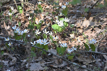 Flowers in the Forest