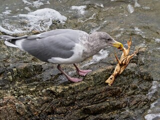 Seagull eating freshly caught crab at the rocky shore, water lapping around