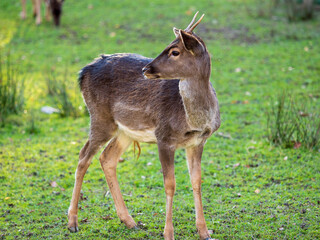 Junger Hirsch im Herbst