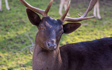 Hirsch an einem sonnigen Herbsttag 