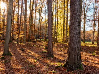 Herbst auf der Herreninsel am Chiemsee