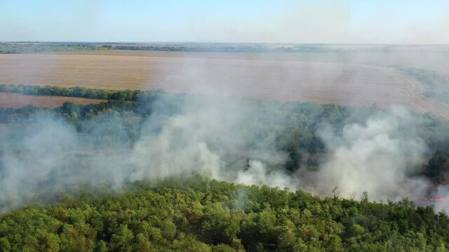 drone view,  forest fire, tongues of red flame burn a green forest. swallow birds circle in gray smoke. accident