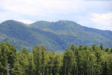 Obraz premium 手前に林、奥に山がある風景