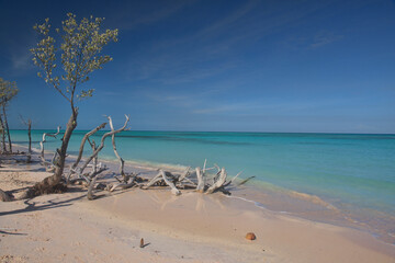Fototapeta na wymiar Driftwood and solitude, beautiful Caribbean Cayo Jutías beach, Piñar del Río, Cuba