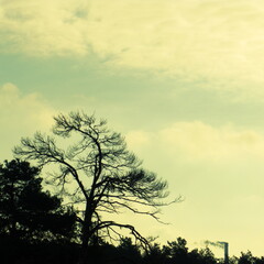 silhouette of a tree