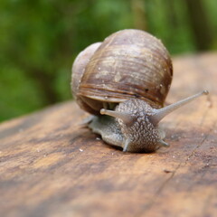 snail on a leaf