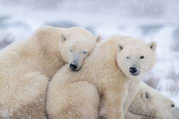 Adorable two polar bears with one resting on the other, napping while heavy, blowing snow falls on the tundra landscape.  Churchill, Manitoba northern Canada during their migration to sea ice winter.  - obrazy, fototapety, plakaty