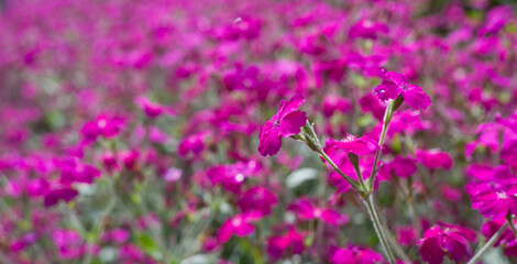 Lychnis walkeri 'Abbotswood Rose' -  pink blooming rose campion meadow.