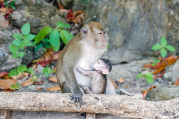 japanese macaque 