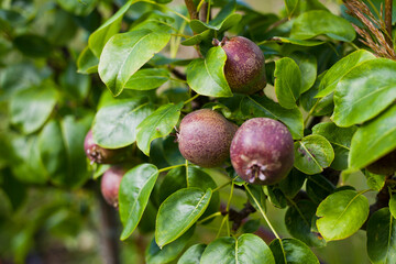 Black Auchan Pear tree with young fruit in the fruit orchard.
