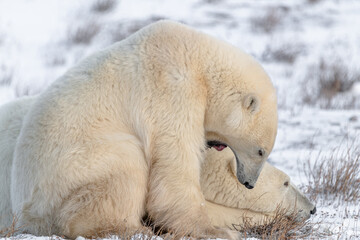 Fototapeta na wymiar Two polar bears with one yawning looking like it's yelling at ground with body. Churchill, Manitoba northern Canada during their migration to the sea ice for the winter. Taken in November, October t