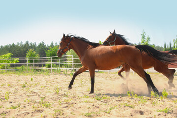 Bay horses in paddock on sunny day. Beautiful pets