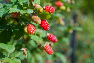 The loganberry is a delicious fruit , hybrid of raspberry and blackberry.