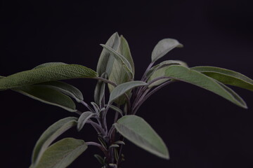 Sage plant on dark bakground szałwia na ciemnym tle