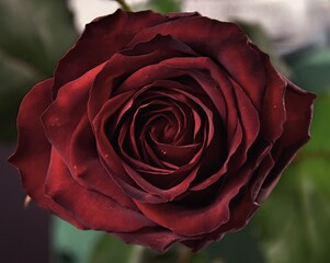 Rose velvety red valentine romantic flower background, aksamitna czerwona róża - obrazy, fototapety, plakaty