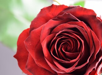 Rose velvety red valentine romantic flower background, aksamitna czerwona róża - obrazy, fototapety, plakaty
