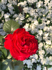 a large rose against a background of white flowers