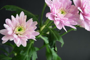 Pink flowers chryzanths on dark bacground tender chryzantemy różowe i delikatne © Anna