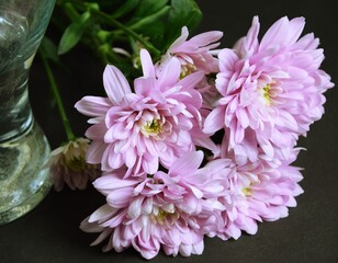Pink flowers chryzanths on dark bacground tender chryzantemy różowe i delikatne © Anna
