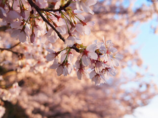 満開の可愛い桜