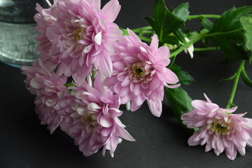 Pink flowers chryzanths on dark bacground tender chryzantemy różowe i delikatne © Anna