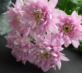 Pink flowers chryzanths on dark bacground tender chryzantemy różowe i delikatne © Anna